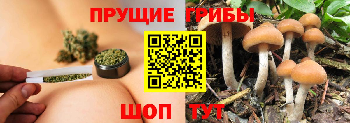 Псилоцибиновые грибы Psilocybe Усолье-Сибирское